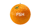 Nonton Fresh TV live streaming gratis