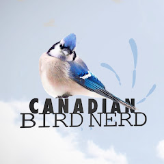 Nonton Mountain View Bird Feeder Live Cam Alberta live streaming gratis