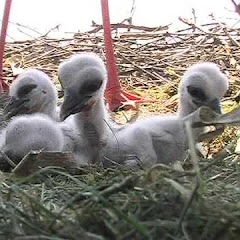 Nonton Kirchzarten Stork Nest Live Webcam live streaming gratis